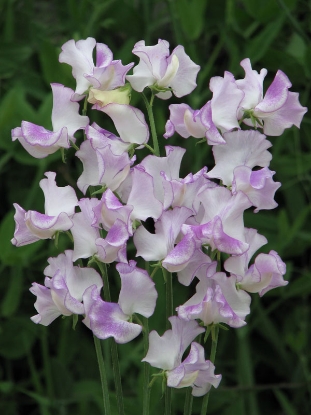 Picture of Sweet Pea - Sir Jimmy Shand